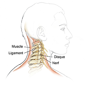Vue latérale de la tête et du cou montrant la colonne vertébrale, les ligaments, les disques, les nerfs et les muscles.